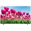 تلویزیون LED هوشمند دوو DSL-65SU8100eu سایز 65 اینچ
