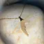 گردنبند طلا سری اس ای طرح رویای پری